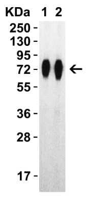 Western Blot: Recombinant SARS-CoV-2 Spike (RBD+SD1+SD2) His (C-Term) Protein [NBP3-07951] - Western Blot Validation with Spike Recombinant Protein. Loading: 30 ng per lane of Spike recombinant protein, NBP3-07951. Antibodies: SARS-CoV-2 (COVID-19) Spike RBD, 1h incubation at RT in 5% NFDM/TBST. Secondary: Goat anti-rabbit IgG HRP conjugate at 1:10000 dilution. Lane 1: 1 ug/mL and Lane 2: 2 ug/mL.