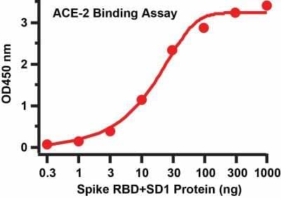 ELISA: Recombinant SARS-CoV-2 Spike (RBD+SD1) His (C-Term) Protein [NBP3-07950] - Binding Assay of ACE2 and Spike Recombinant Protein. Coating: Spike recombinant protein (NBP3-07950) from 0.3 ng to 1000 ng. Capture: ACE2 recombinant protein (0.5 ug/mL). Secondary: Goat anti-human IgG HRP conjugate at 1:10000 dilution.