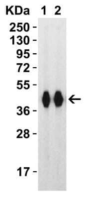 Western Blot: Recombinant SARS-CoV-2 Spike (RBD+SD1) His (C-Term) Protein [NBP3-07950] - Western Blot Validation with Spike Recombinant Protein. Loading: 30 ng per lane of Spike recombinant protein, NBP3-07950. Antibodies: SARS-CoV-2 (COVID-19) Spike RBD, 1h incubation at RT in 5% NFDM/TBST. Secondary: Goat anti-rabbit IgG HRP conjugate at 1:10000 dilution. Lane 1: 1 ug/mL and Lane 2: 2 ug/mL.