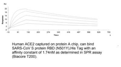 Surface Plasmon Resonance: Recombinant SARS-CoV-2 Spike RBD (N501Y) Protein [NBP3-07930] - Human ACE2 captured in protein A chip, can bind Recombinant SARS-CoV-2 Spike RBD (N501Y) Protein, His Tag with an affinity constant of 1.74nM as determined in SPR assap.
