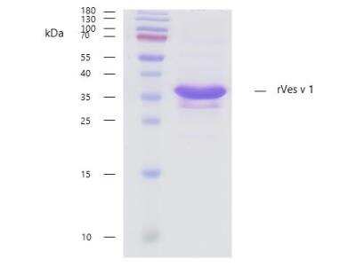 SDS-Page: Recombinant Vespula vulgaris 1.0101 Protein [NBP3-07019] - Recombinant allergen rVes v 1 purity verification. 5 ug of rVes v 1 with > 95 % purity checked by Coomassie Brilliant Blue stained SDS-PAGE. 