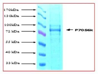 SDS-Page: Recombinant p70 S6 Kinase/S6K Protein [NBP1-99489]