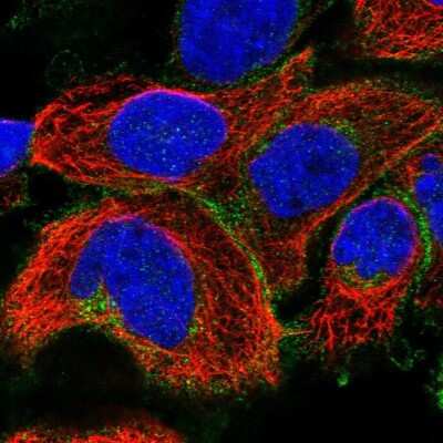 Immunocytochemistry/ Immunofluorescence Reduced Folate Carrier/SLC19A1 Antibody