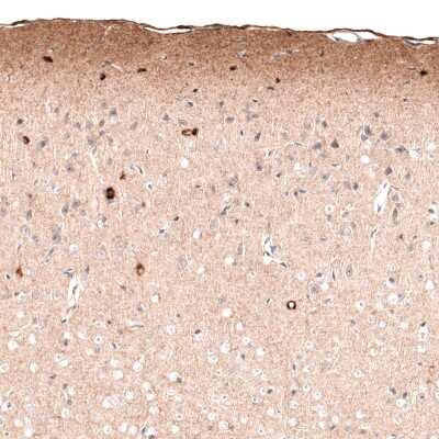 Immunohistochemistry-Paraffin: Reelin Antibody (CL5324) [NBP2-61414] - Staining of mouse cerebral cortex shows immunoreactivity in the neuropil of layer 1, as well as cytoplasmic positivity in a subset of neurons in various layers.