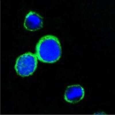 Immunocytochemistry/Immunofluorescence: Reg1 Antibody (1A4) [NBP1-51570] - Confocal immunofluorescence analysis of PC12 cells using REG1A mouse mAb (green). Blue: DRAQ5 fluorescent DNA dye.