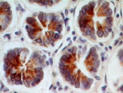 Immunohistochemistry-Paraffin: Reg3a Antibody [NBP2-27297] - Formalin-fixed, paraffin-embedded human intestine stained with REG3A antibody (5 ug/ml), peroxidase-conjugate and DAB chromogen.
