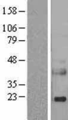 Western Blot: Reg3a Overexpression Lysate (Adult Normal) [NBL1-15273] Left-Empty vector transfected control cell lysate (HEK293 cell lysate); Right -Over-expression Lysate for Reg3a.