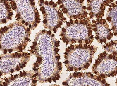 Immunohistochemistry-Paraffin: Reg4 Antibody (244) [NBP2-89832] - Staining of human REG4 in human small intestine with rabbit monoclonal antibody at 1:200 dilution.