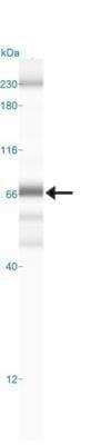 Simple Western: RelA/NFkB p65 Antibody (112A1021) - Azide Free [NBP2-27416] - Simple Western lane view shows a specific band for NFkB p65 in 1.0 mg/ml of HeLa lysate. This experiment was performed under reducing conditions using the 12-230 kDa separation system.