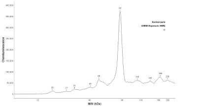 Simple Western: RelA/NFkB p65 Antibody (112A1021) - Azide Free [NBP2-27416] - Detection of p65 by Simple Western (JESS) in chemiluminescence in nuclear extract of reconstructed human epidermis lysate (about 600 ug/mL protein concentration). Antibody at 1:20. Simple Western image submitted by a verified customer review. Image using the standard format of this product.