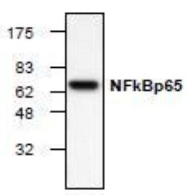 Western Blot: RelA/NFkB p65 Antibody (2A12A7) [NBP1-45739] - Analysis of NFkBp65 expression in Jurkat cell lysate.