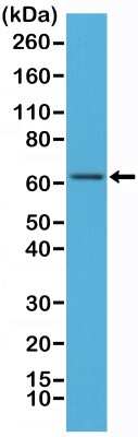 Western Blot: RelA/NFkB p65 Antibody (RM273) [NBP2-61583] - Western Blot of MCF-7 cells lysates using NBP2-61583.