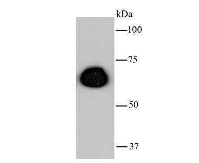 Western Blot: RelA/NFkB p65 NLS Antibody (SZ10-04) [NBP2-67352] - Analysis of NF-kB p65 on hybrid fish (crucian-carp) heart tissue lysate using anti-NF-kB p65 antibody at 1/500 dilution.