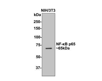 Western Blot: RelA/NFkB p65 NLS Antibody (SZ10-04) [NBP2-67352] - Analysis of RelA/NFkB p65 on NIH/3T3 cell lysates with Rabbit anti-RelA/NFkB p65 antibody at 1/500 dilution. Lysates/proteins at 10 ug/Lane. Predicted band size: 65 kDa Observed band size: 65 kDa Exposure time: 2 minutes; 8% SDS-PAGE gel. Proteins were transferred to a PVDF membrane and blocked with 5% NFDM/TBST for 1 hour at room temperature. The primary antibody at 1/500 dilution was used in 5% NFDM/TBST at room temperature for 2 hours. Goat Anti-Rabbit IgG - HRP Secondary Antibody at 1:300,000 dilution was used for 1 hour at room temperature.