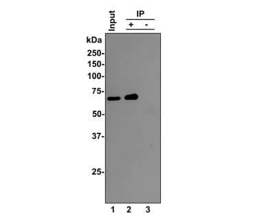 Western Blot: RelA/NFkB p65 NLS Antibody (SZ10-04) [NBP2-67352] - RelA/NFkB p65 NLS was immunoprecipitated from 0.5 mg Hela whole cell lysates with NBP2-67352 at 2 ug/mL. Western blot was performed from the immunoprecipitate using NBP2-67352 at 1/500 dilution for 45 minutes at room temperature. Goat anti-Rabbit IgG-HRP Secondary Antibody was used at 1:300,000 dilution for 30 minutes at room temperature. Lane 1: Hela whole cell lysates at 10 ug; Lane 2: RelA/NFkB p65 NLS IP in Hela whole cell lysates; Lane 3: Rabbit IgG instead of RelA/NFkB p65 NLS in Hela whole cell lysates. Predicted band size: 60 kDa Observed band size: 65 kDa Exposure time: 10 seconds; 8% SDS-PAGE gel.