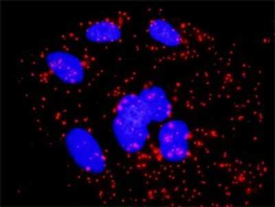 Proximity Ligation Assay: RelB Antibody [H00005971-D01P] - Analysis of protein-protein interactions between RELB and RELA. HeLa cells were stained with anti-RELB rabbit purified polyclonal 1:1200 and anti-RELA mouse monoclonal antibody 1:50. Each red dot represents the detection of protein-protein interaction complex, and nuclei were counterstained with DAPI (blue).