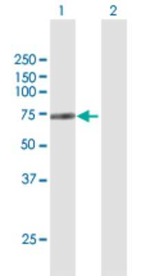 Western Blot: RelB Antibody [H00005971-B01P] - Analysis of RELB expression in transfected 293T cell line by RELB polyclonal antibody.  Lane 1: RELB transfected lysate(62.10 KDa). Lane 2: Non-transfected lysate.