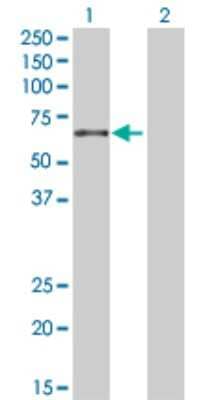 Western Blot: RelB Antibody [H00005971-D01P] - Analysis of RELB expression in transfected 293T cell line by RELB polyclonal antibody.Lane 1: RELB transfected lysate(62.10 KDa).Lane 2: Non-transfected lysate.