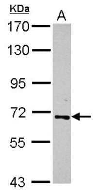 Western Blot: RelB Antibody [NBP2-20122] -  Sample (30 ug of whole cell lysate) A: HeLa 7. 5% SDS PAGE gel, diluted at 1:500.