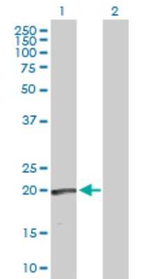 Western Blot: Relaxin-1 Antibody [H00006013-D01P] - Analysis of RLN1 expression in transfected 293T cell line by RLN1 polyclonal antibody.Lane 1: RLN1 transfected lysate(21.10 KDa).Lane 2: Non-transfected lysate.