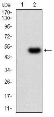 Western Blot: Renalase Antibody (1C11E8) [NBP2-52554] - Analysis using RNLS mAb against HEK293 (1) and RNLS (AA: 68-242)-hIgGFc transfected HEK293 (2) cell lysate.