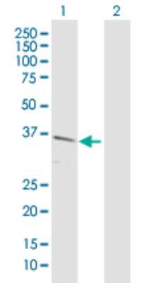 Western Blot: Renalase Antibody [H00055328-D01P] - Analysis of C10orf59 expression in transfected 293T cell line by C10orf59 polyclonal antibody.Lane 1: C10orf59 transfected lysate(37.80 KDa).Lane 2: Non-transfected lysate.