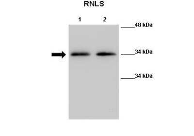 Western Blot: Renalase Antibody [NBP1-98475] - Positive Control: Lane 1: 40 ug Mouse kidney tissue lysate Lane 2: 40 ug Mouse kidney tissue lysate Primary Antibody Dilution : 1:500 Secondary Antibody : Anti-rabbit-HRP Secondry Antibody Dilution : 1:2500