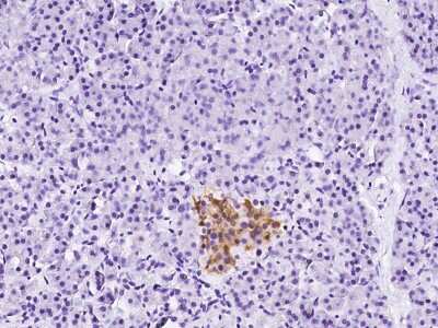 Immunohistochemistry-Paraffin: Renin R Antibody [NBP2-99111] - Immunochemical staining of human Renin R in human pancreas with rabbit polyclonal antibody at 1:200 dilution, formalin-fixed paraffin embedded sections.