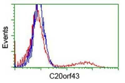 Flow Cytometry: Replication Termination Factor 2 Antibody (OTI1E8) - Azide and BSA Free [NBP2-71934] - HEK293T cells transfected with either overexpression plasmid (Red) or empty vector control plasmid (Blue) were immunostaining by anti-C20orf43 antibody, and then analyzed by flow cytometry.