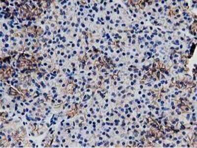 Immunohistochemistry: Replication Termination Factor 2 Antibody (OTI1E8) - Azide and BSA Free [NBP2-71934] - Staining of paraffin-embedded Human pancreas tissue using anti-C20orf43 mouse monoclonal antibody.