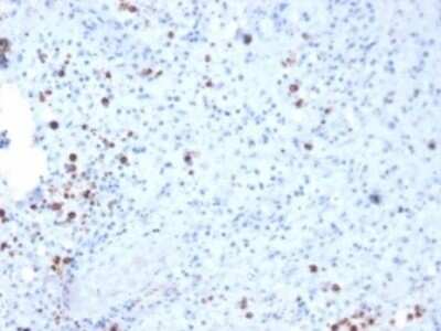 Immunohistochemistry-Paraffin: Resistin Antibody (RETN/3331) [NBP3-08250] - Formalin-fixed, paraffin-embedded human spleen stained with Resistin Mouse Monoclonal Antibody (RETN/3331).