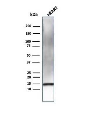 Western Blot: Resistin Antibody (RETN/4326) [NBP3-08258] - Western Blot Analysis of human heart tissue lysate using Resistin Mouse Monoclonal Antibody (RETN/4326).