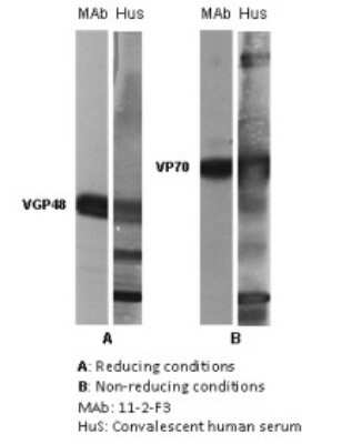 Western Blot: Respiratory Syncytial Virus Glycoprotein F Antibody (RSV 11-2-F3) [NBP2-50412] - The antigen present in all lanes was gradient purified RSN-A2 virus (subgroup A). First antibodies: lanes “mAb”: 11-2-F3 antibody; lanes “Hus”: RS virus convalescent human sera. Panel A: Antigen analysed by electrophoresis using reducing conditions (SDS and mercapthoethanol). Panel B: Antigen analysed by electrophoresis using non reducing conditions (SDS only) (Gimenez et al., 1986). The identity and molecular weight of the protein target of this antibody was validated by including within the immunoblot assay (as a marker) a convalescent serum sample from a RS virus infected patient.