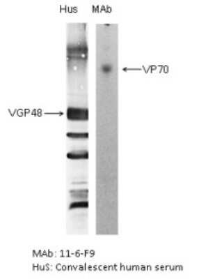 Western Blot: Respiratory Syncytial Virus Glycoprotein F Antibody (RSV 11-6-F9) [NBP2-50394] - The antigen was gradient purified RSN-A2 virus (subgroup A). First antibodies: Lane “Hus”: RSV convalescent human sera; Lane “MAb”: 11-6-F9 antibody. The antigen was analysed by electrophoresis using non-reducing conditions (SDS alone) for Lane “MAb” and reducing conditions for Lane “Hus” as described in Gimenez et al. (1986). The identity and molecular weight of the protein target of this antibody was validated by including within the immunoblot assay (as a marker) a convalescent serum sample from a RS virus infected patient. The protein specificities of the antibodies induced in the human convalescent serum is described in Gimenez et al. (1987).