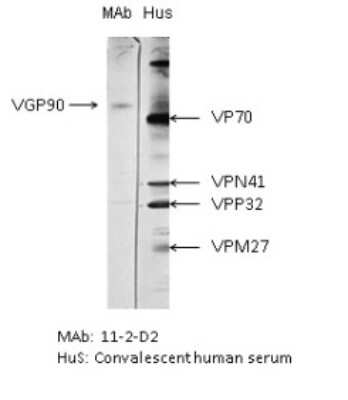 Western Blot Respiratory Syncytial Virus Glycoprotein G Antibody (11-2-D2) - BSA Free