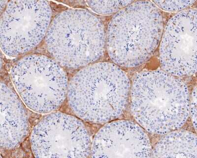 Immunohistochemistry-Paraffin: Ret Antibody (SN20-28) [NBP2-67734] - Immunohistochemical analysis of paraffin-embedded mouse testis tissue using anti-Ret antibody. The section was pre-treated using heat mediated antigen retrieval with Tris-EDTA buffer (pH 8.0-8.4) for 20 minutes. The tissues were blocked in 5% BSA for 30 minutes at room temperature, washed with ddH2O and PBS, and then probed with the primary antibody (1/200) for 30 minutes at room temperature. The detection was performed using an HRP conjugated compact polymer system. DAB was used as the chromogen. Tissues were counterstained with hematoxylin and mounted with DPX.