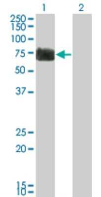 Western Blot: Reticulon 2 Antibody (6A11) [H00006253-M05] - Analysis of RTN2 expression in transfected 293T cell line by RTN2 monoclonal antibody (M05), clone 6A11. Lane 1: RTN2 transfected lysatE (59.264 KDa). Lane 2: Non-transfected lysate.