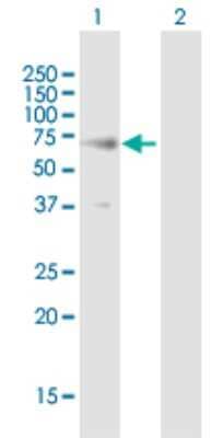 Western Blot: Reticulon 2 Antibody [H00006253-B01P] - Analysis of RTN2 expression in transfected 293T cell line by RTN2 polyclonal antibody.  Lane 1: RTN2 transfected lysate(51.92 KDa). Lane 2: Non-transfected lysate.