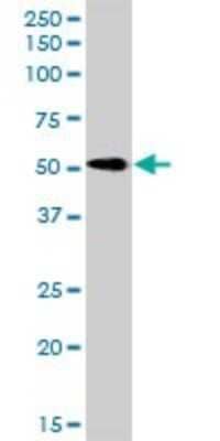 Western Blot: Reticulon 2 Antibody [H00006253-D01P] - Analysis of RTN2 expression in mouse brain.