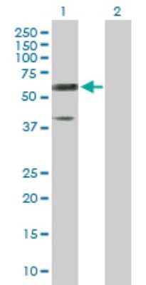 Western Blot: Reticulon 2 Antibody [H00006253-D01P] - Analysis of RTN2 expression in transfected 293T cell line by RTN2 polyclonal antibody.Lane 1: RTN2 transfected lysate(51.40 KDa).Lane 2: Non-transfected lysate.