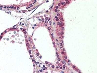 Immunohistochemistry-Paraffin: Rev-erb beta/NR1D2 Antibody - BSA Free [NBP1-50165] - Analysis of anti-NR1D2 antibody with human heart at concentration 10 ug/ml.