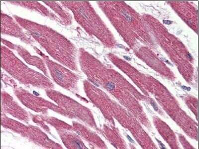 Immunohistochemistry-Paraffin: Rev-erb beta/NR1D2 Antibody - BSA Free [NBP1-50165] - Analysis of anti-NR1D2 antibody with human heart at 10 ug/ml.