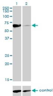 Western Blot: Rev-erb beta/NR1D2 Antibody (1G2) [H00009975-M01] - Analysis of NR1D2 over-expressed 293 cell line, cotransfected with NR1D2 Validated Chimera RNAi ( Cat # H00009975-R01V ) (Lane 2) or non-transfected control (Lane 1). Blot probed with NR1D2 monoclonal antibody (M01), clone 1G2 (Cat # H00009975-M01 ). GAPDH ( 36.1 kDa ) used as specificity and loading control.