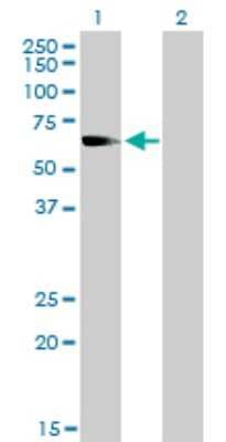 Western Blot: Rev-erb beta/NR1D2 Antibody (1G2) [H00009975-M01] - Analysis of NR1D2 expression in transfected 293T cell line by NR1D2 monoclonal antibody (M01), clone 1G2.Lane 1: NR1D2 transfected lysate(64.7 KDa).Lane 2: Non-transfected lysate.