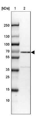 Western Blot: Rev-erb beta/NR1D2 Antibody [NBP2-47306] - Lane 1: Marker  [kDa] 250, 130, 100, 70, 55, 35, 25, 15, 10.  Lane 2: Human cell line U-2 OS