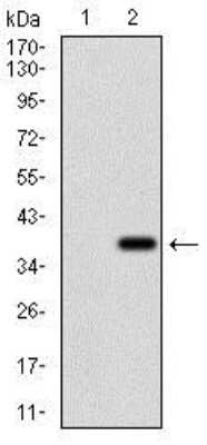 Western Blot: Rex-1/ZFP42 Antibody (5E11E7) [NBP2-37360] - Western blot analysis using ZFP42 mAb against HEK293 (1) and ZFP42 (AA: 249-310)-hIgGFc transfected HEK293 (2) cell lysate.