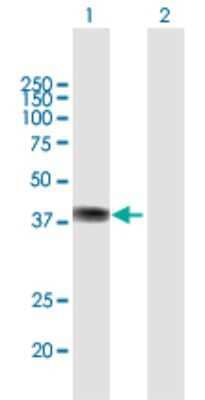 Western Blot: Rex-1/ZFP42 Antibody [H00132625-B01P] - Analysis of ZFP42 expression in transfected 293T cell line by ZFP42 polyclonal antibody.  Lane 1: ZFP42 transfected lysate(34.1 KDa). Lane 2: Non-transfected lysate.