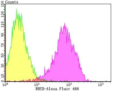 Flow Cytometry: Rheb Antibody (JG37-12) [NBP2-75646] - Analysis of A431 cells with RHEB antibody at 1/100 dilution (yellow) compared with an unlabelled control (cells without incubation with primary antibody; purple).Alexa Fluor 488-conjugated goat anti-rabbit IgG was used as the secondary antibody.