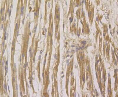 Immunohistochemistry-Paraffin: Rheb Antibody (JG37-12) [NBP2-75646] - Analysis of paraffin-embedded human fetal skeletal muscle tissue using anti-RHEB antibody. Counter stained with hematoxylin.