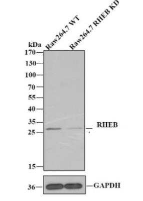 Knockdown Validated: Rheb Antibody (JG37-12) [NBP2-75646] - Analysis of RHEB with anti-RHEB antibody [JG37-12]  at 1:1,000 dilution.  Lane 1: Wild-type Raw264.7 whole cell lysate. Lane 2: RHEB knockdown Raw264.7 whole cell lysate.  NBP2-75646 was shown to specifically react with RHEB in wild-type Raw264.7 cells. Weakened band was observed when RHEB knockout samples were tested. Wild-type and RHEB knockout samples were subjected to SDS-PAGE. Proteins were transferred to a PVDF membrane and blocked with 5% NFDM in TBST for 1 hour at room temperature. The primary Anti-RHEB antibody ( 1/1,000) and Anti-GAPDH antibody ( 1/10,000) were used in 5% BSA at room temperature for 2 hours. Goat Anti-Rabbit IgG H&L (HRP) Secondary Antibody at 1:200,000 dilution was used for 1 hour at room temperature.